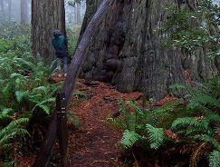 hiker next to a huge redwood trunk